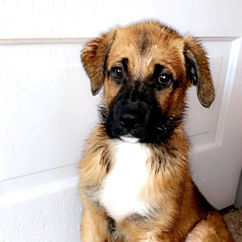 Meet your Posher, Irma
